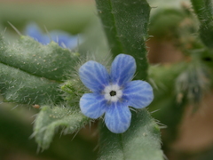 Gastrocotyle hispida