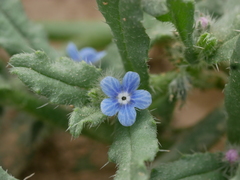 Gastrocotyle hispida