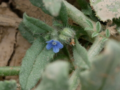 Gastrocotyle hispida