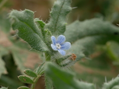 Gastrocotyle hispida