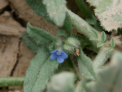 Gastrocotyle hispida