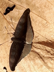Tanaecia cocytus
