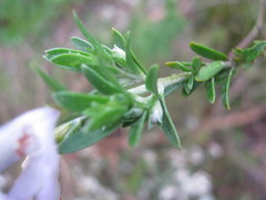 Prostanthera behriana