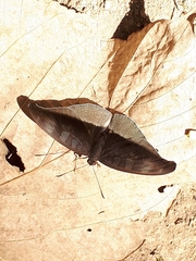 Tanaecia cocytus