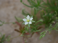 Spergularia flaccida