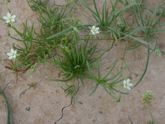 Spergularia flaccida