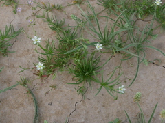 Spergularia flaccida