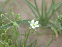 Spergularia flaccida