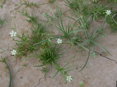 Spergularia flaccida