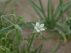 Spergularia flaccida