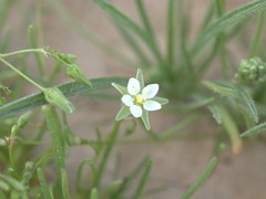 Spergularia flaccida