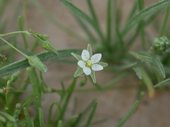 Spergularia flaccida