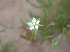 Spergularia flaccida
