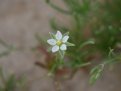 Spergularia flaccida