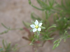 Spergularia flaccida