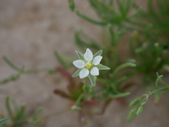 Spergularia flaccida