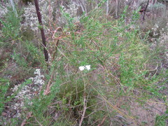 Prostanthera behriana