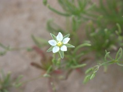 Spergularia flaccida