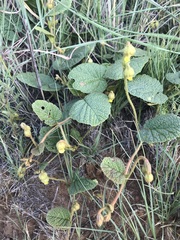 Hermannia transvaalensis