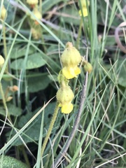 Hermannia transvaalensis