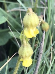 Hermannia transvaalensis