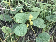 Hermannia transvaalensis