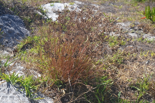 Juncus capensis (Juncus capensis)