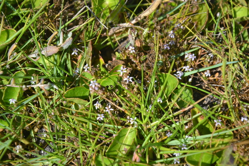 Marsh Flats Lobelia (Lobelia limosa)