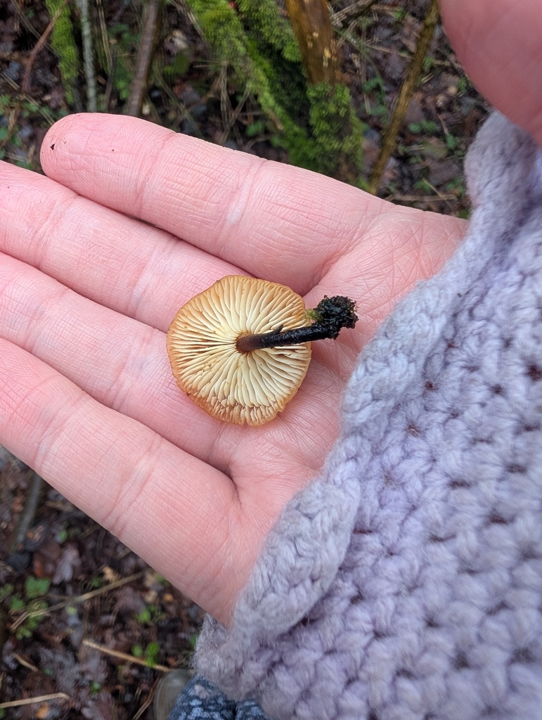 Flammulina · February 2026 · photo: © heather-hyfae (iNaturalist, cc-by)