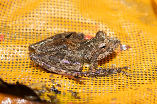 Hainan Stream Treefrog, Buergeria oxycephala
