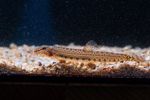 Cobitis baishagensis