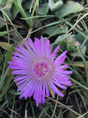 Delosperma ashtonii