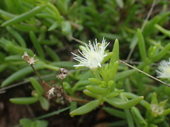 Delosperma lineare