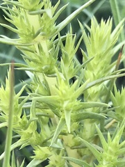 Crassula lanceolata transvaalensis