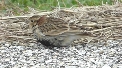 Calcarius ornatus