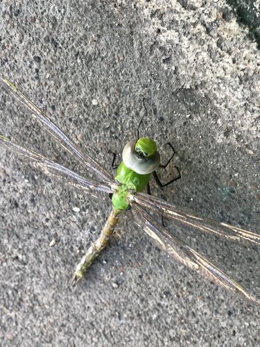 Amazon Darner