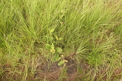 Hermannia transvaalensis