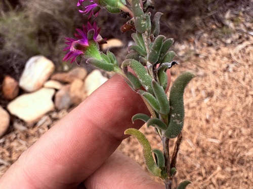 Delosperma neethlingiae, photograph 5