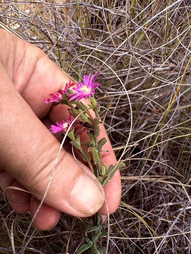 Delosperma neethlingiae, photograph 6