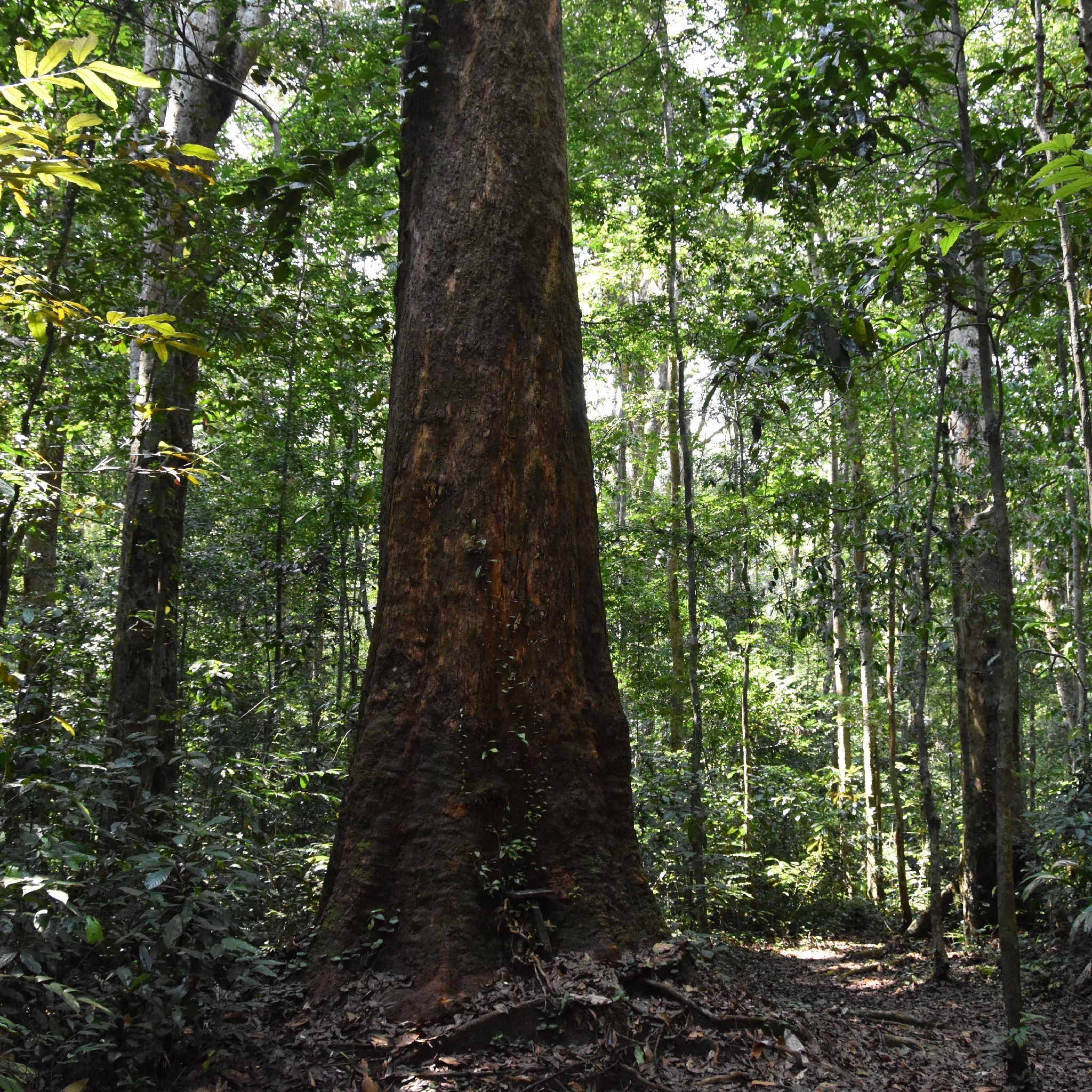 Azobe (Lophira alata)