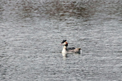 Podiceps cristatus