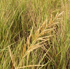 Miscanthus ecklonii
