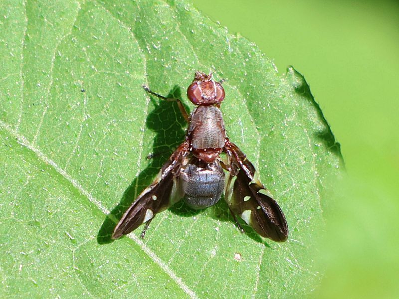 Winged Fly Common Picture-winged Fly from Oakland Lake Wildflower Meadow, Bayside ...