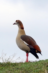 Alopochen aegyptiaca