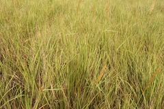 Miscanthus ecklonii