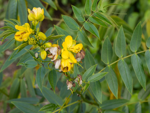 Senna ligustrina, photograph 6