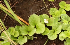 Diclis rotundifolia