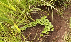 Diclis rotundifolia
