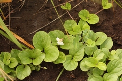 Diclis rotundifolia