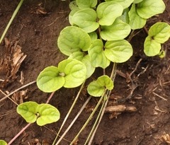 Diclis rotundifolia